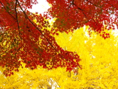 ありがとう、また来年