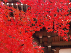 高幡不動尊にてⅡ