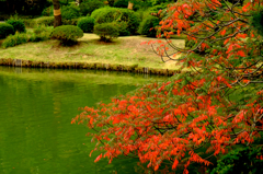 紅葉　六義園