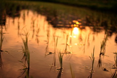 夕暮れのヒトトキ