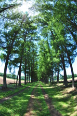 道