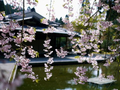 京都の春2
