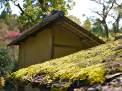京都の春3