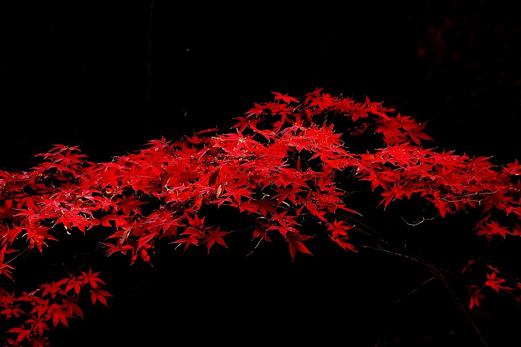 深紅の秋