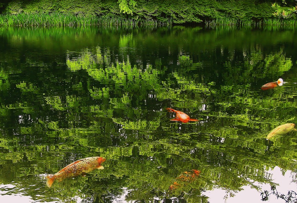 遊魚