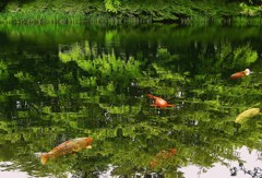 遊魚