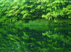 深緑の池