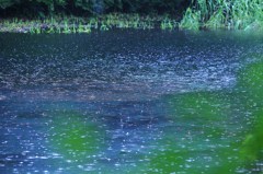 雨脚