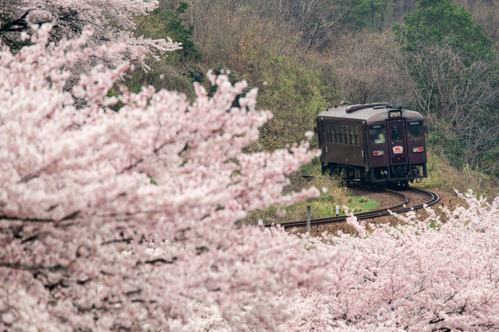 桜の上を