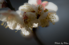 透