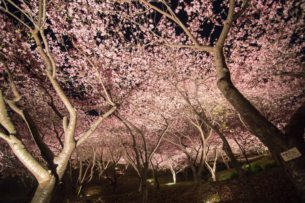 桜の天井