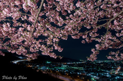 夜桜と高速