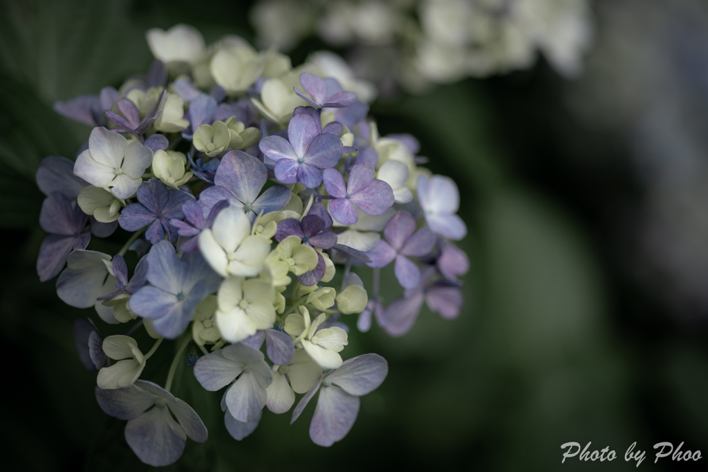 hydrangea