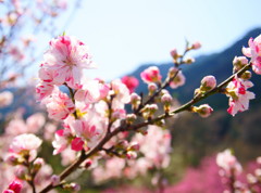 神戸の花桃
