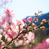 神戸の花桃