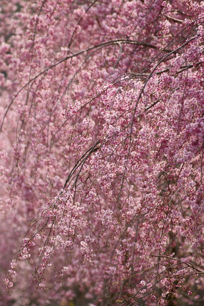 桜の雨