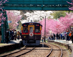 花桃祭り