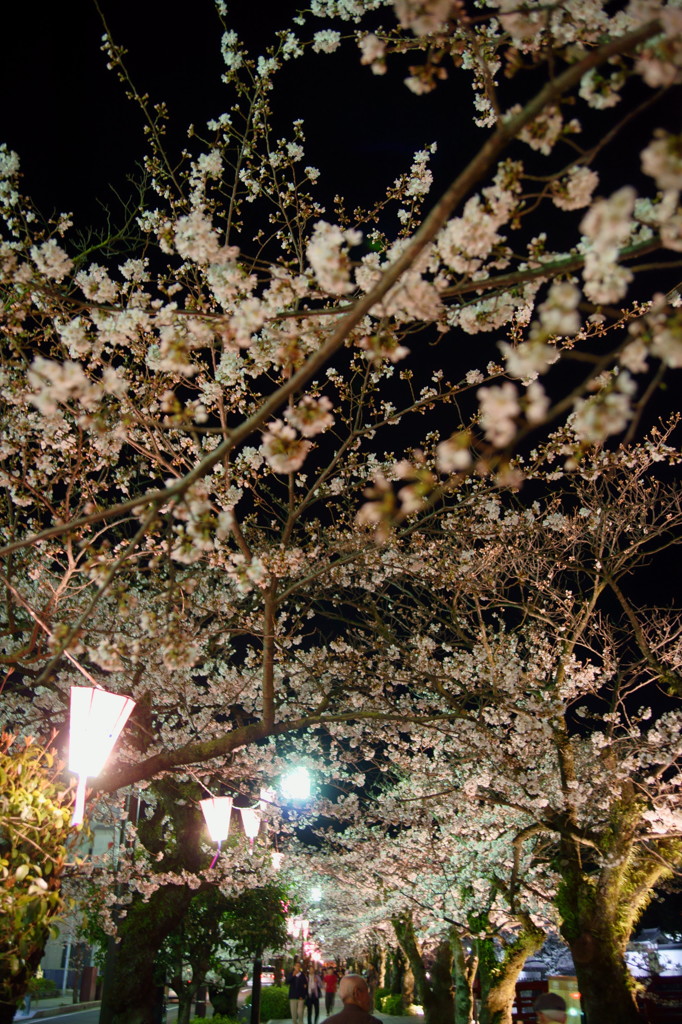宵桜