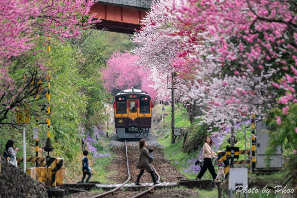 花桃祭り