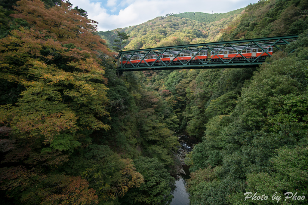 紅葉へ
