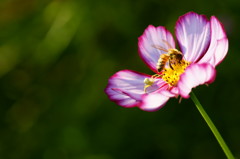 蜂と花蜘蛛