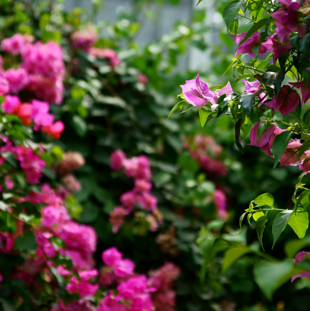 ぶ～げんびりあ