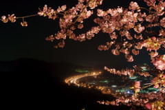 夜桜1