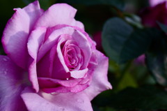 紫の薔薇の人