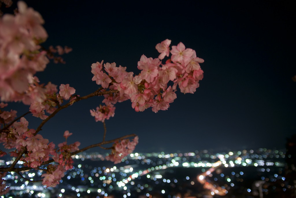 夜桜2