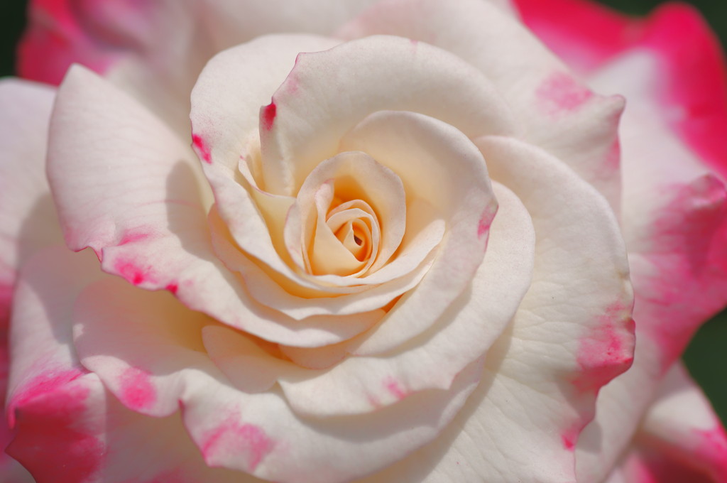 花の命は