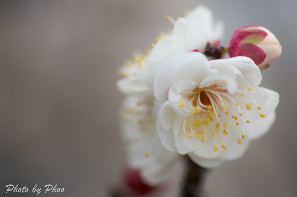 Ephemeral