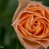小さな薔薇