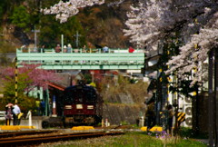 桜吹雪