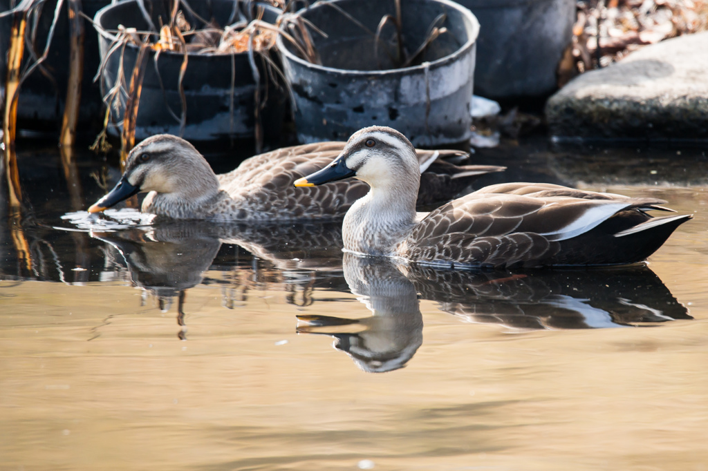 150-600mmテスト　その１