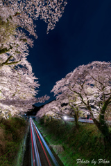 桜の夜