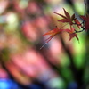 明るい森