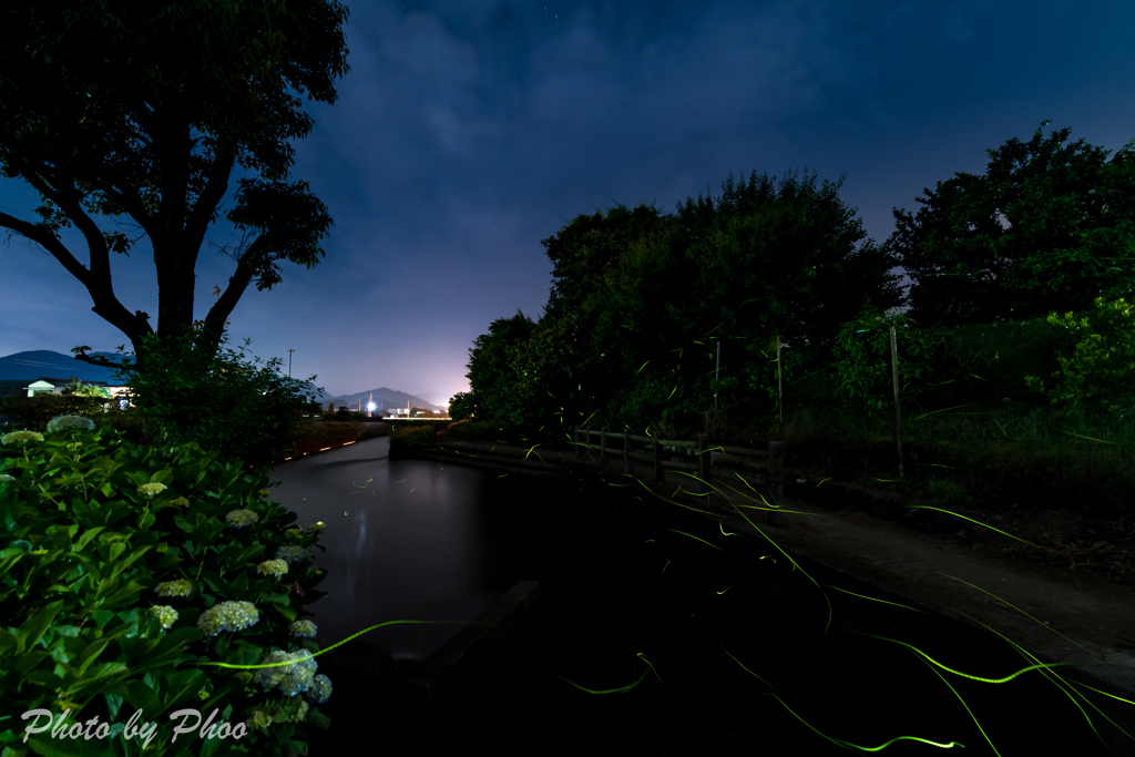 Firefly