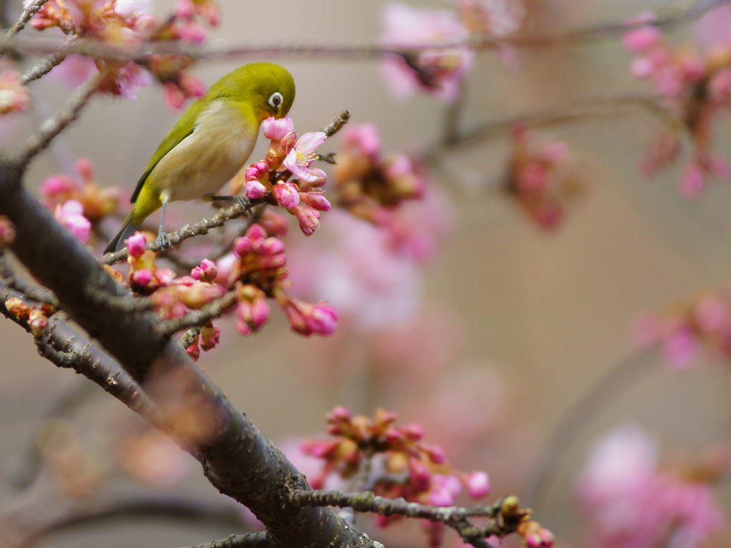 開花