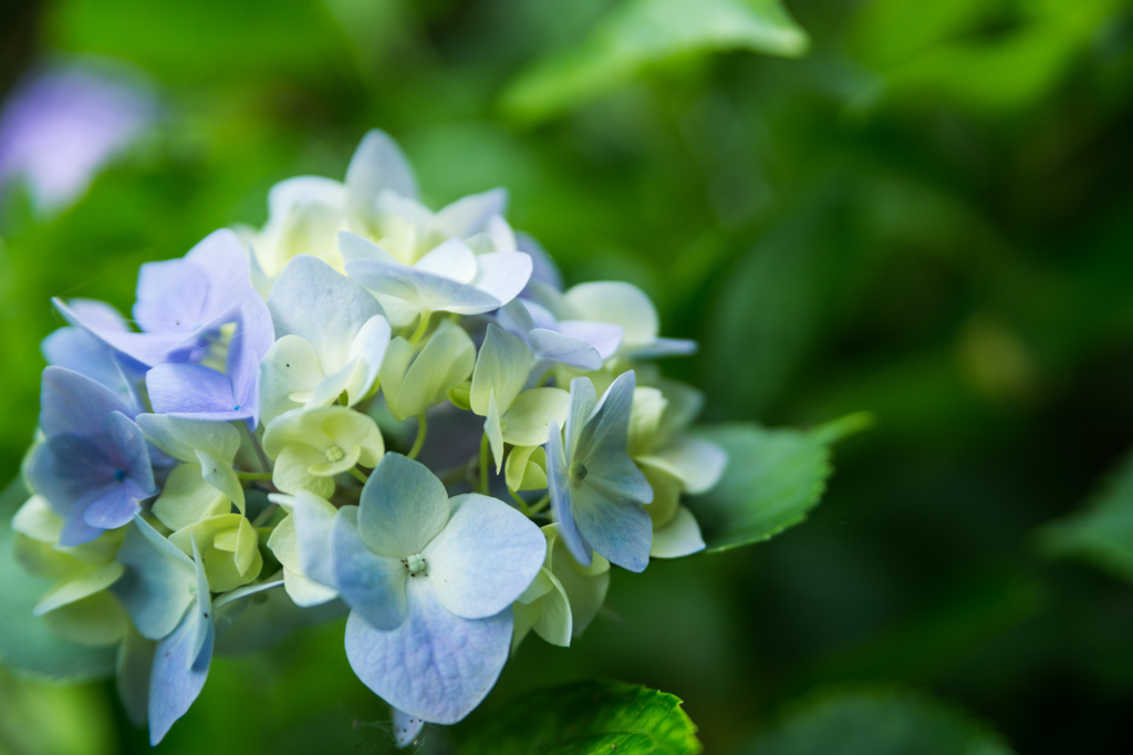 紫陽花