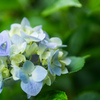 紫陽花