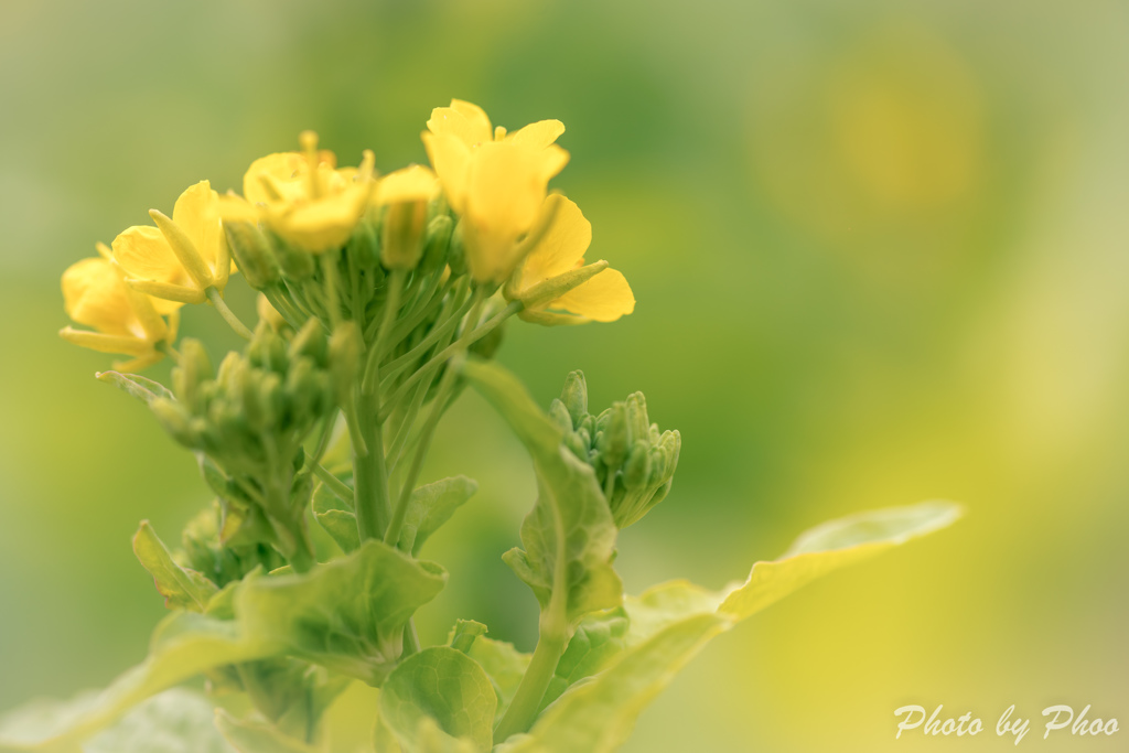 Yellow Spring