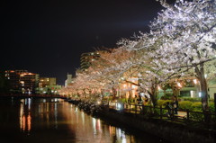 お堀の夜桜