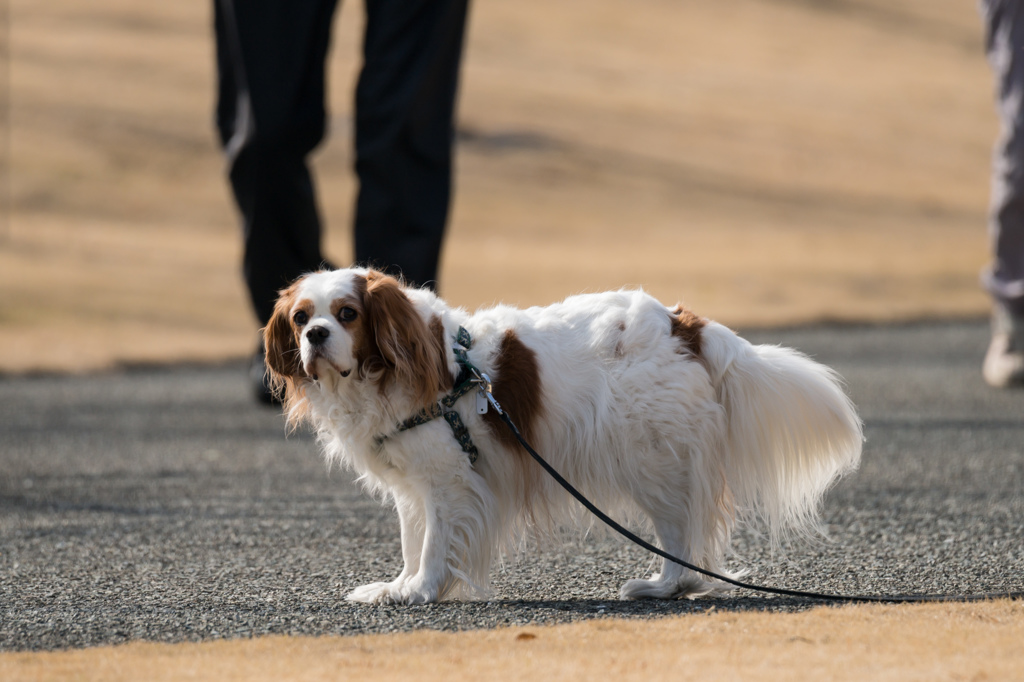 150-600mmテスト　その２