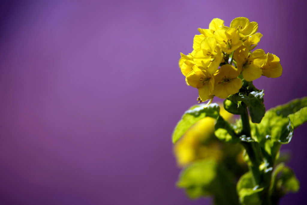 菜花