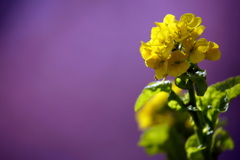 菜花