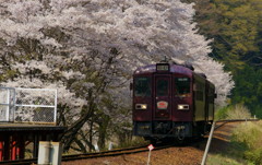 中野の桜