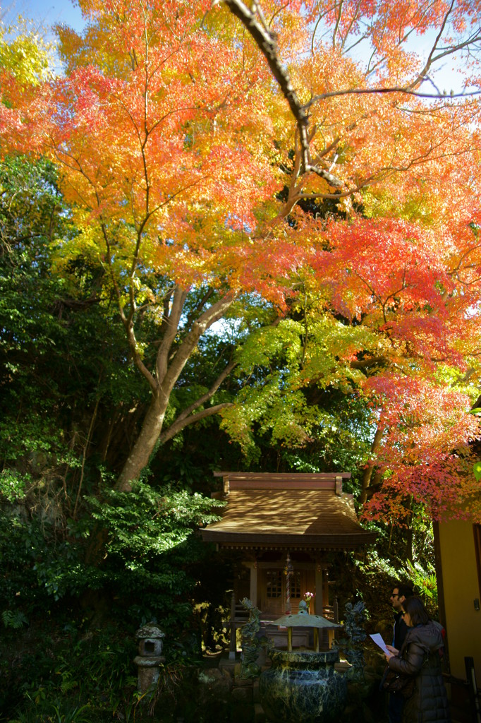 杉本寺