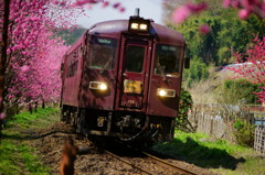 花に包まれて