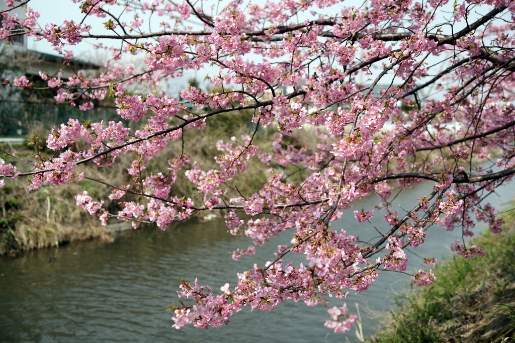 河津桜
