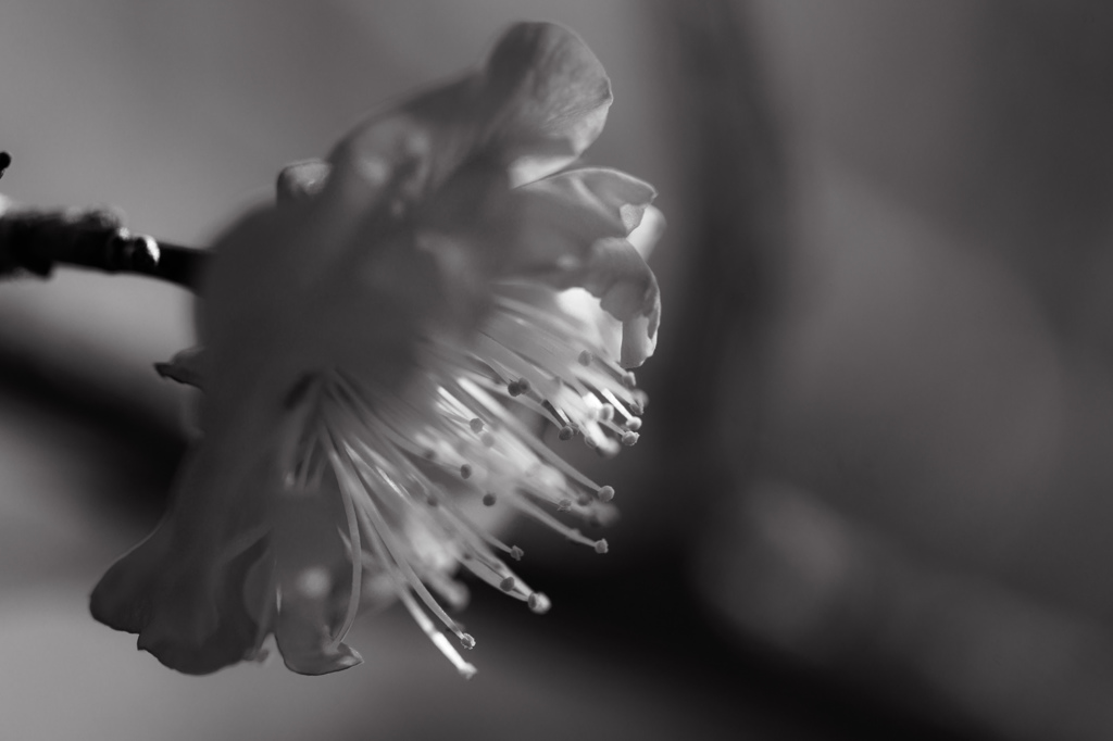 Transparent
